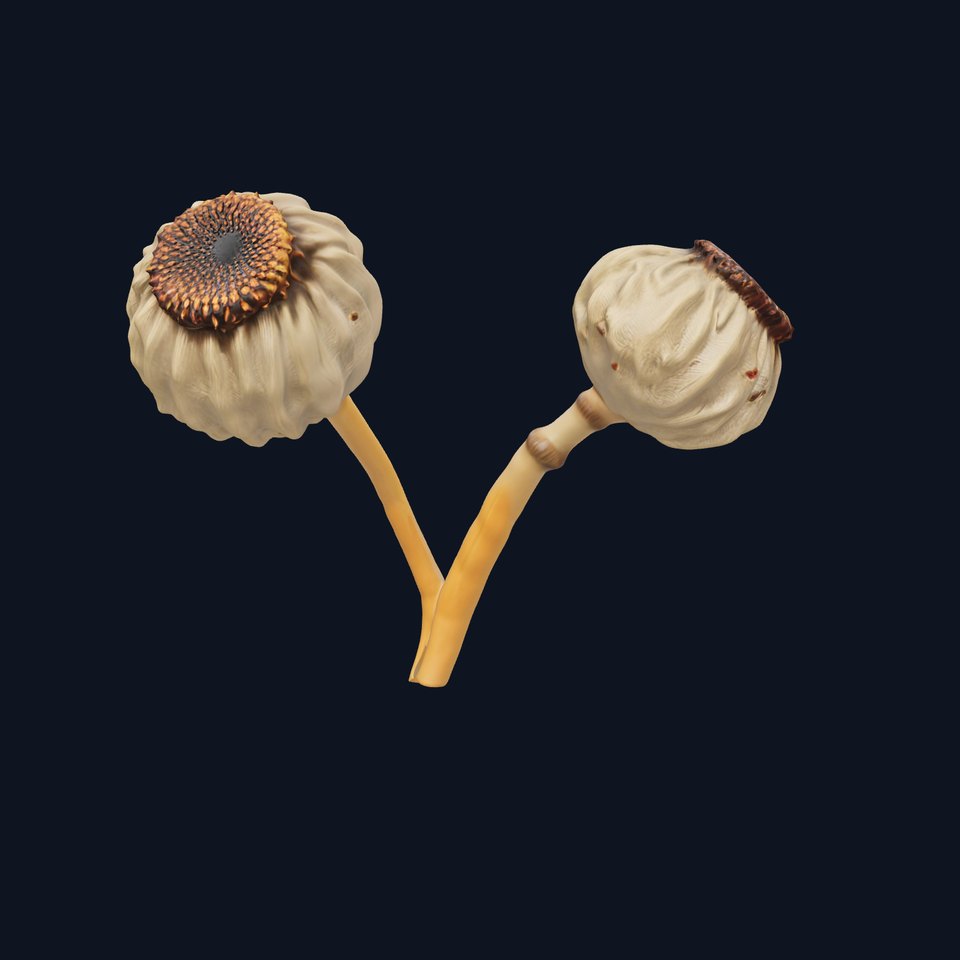 Dried Seed Pod Model Pack